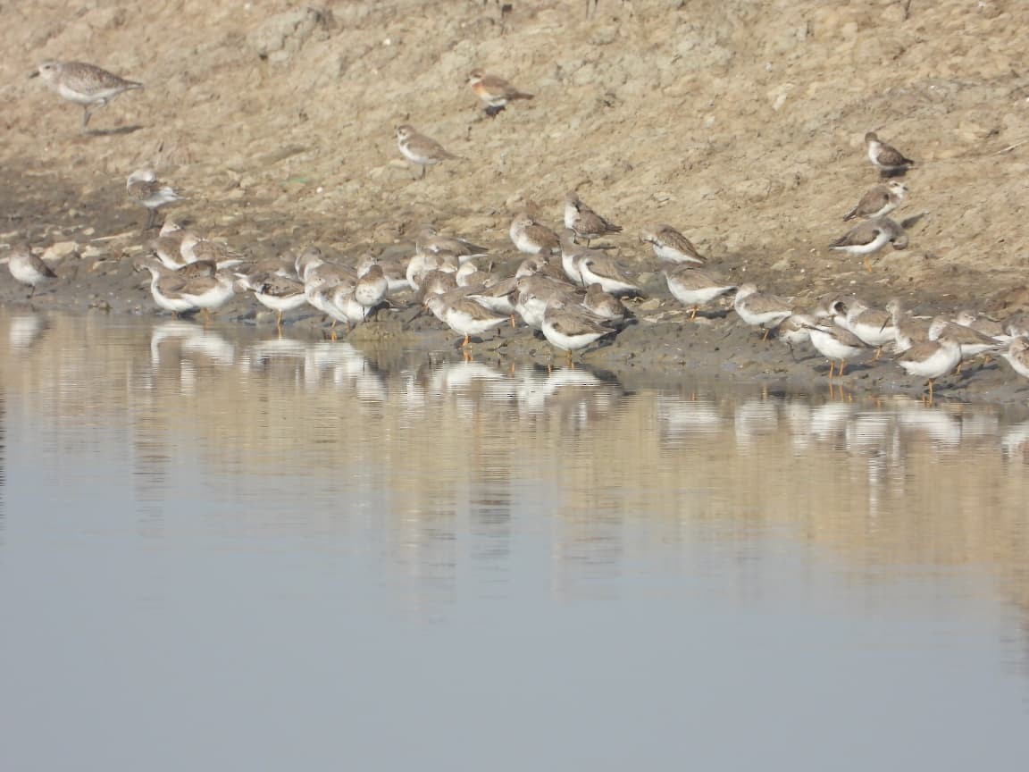 Terek Sandpiper - ML643431645