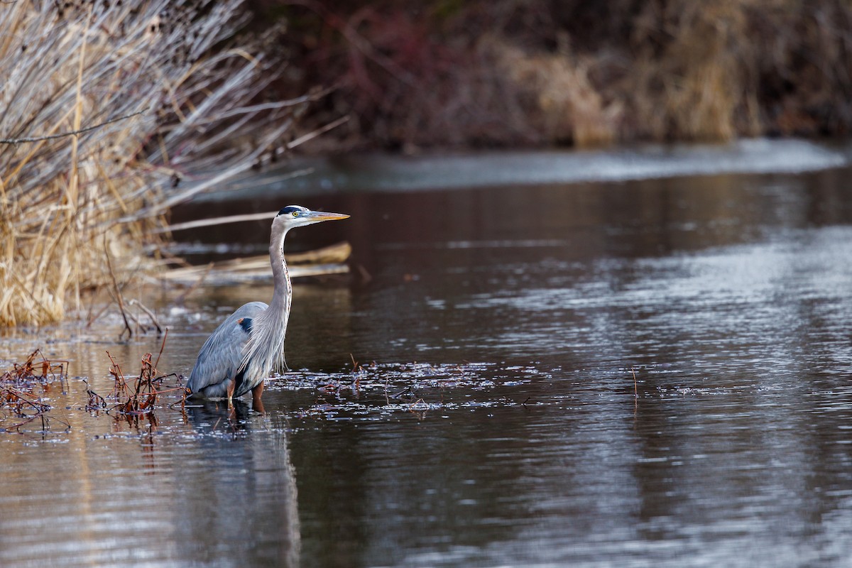 Great Blue Heron - ML643431668