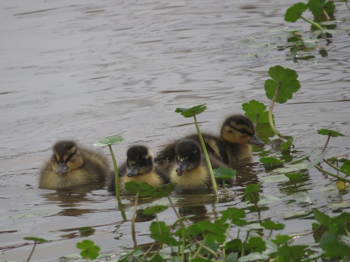 Mallard (Domestic type) - ML643431674