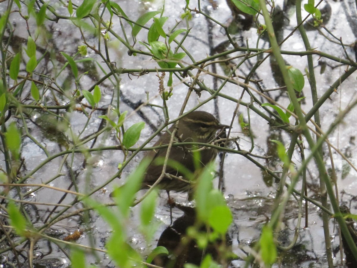 Northern Waterthrush - ML643431675