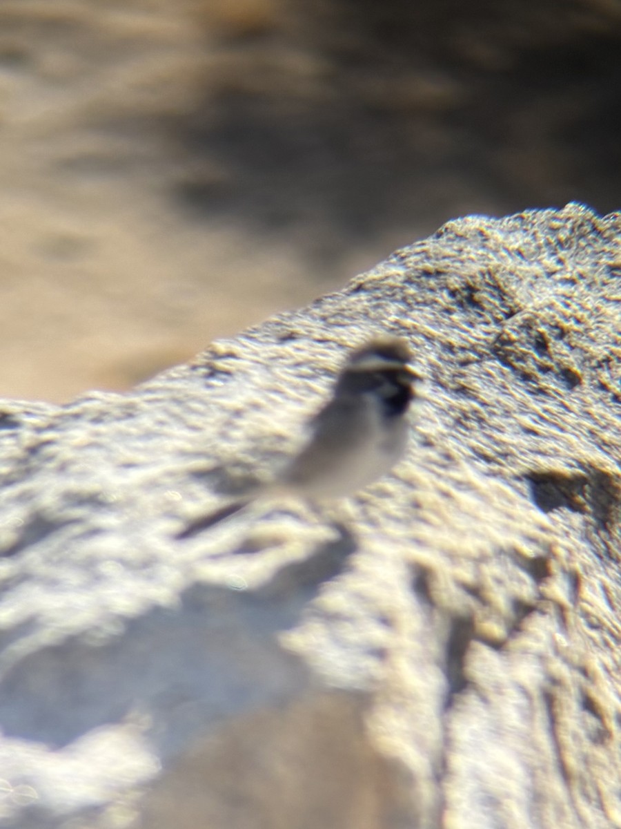 Black-throated Sparrow - ML643431680