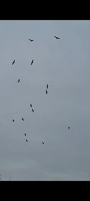 White Stork - ML643431696