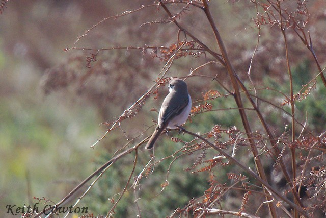 Red-tailed Shrike - ML643431697
