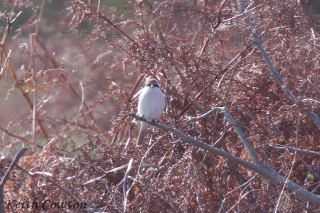 Red-tailed Shrike - ML643431698