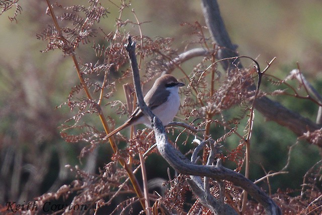 Red-tailed Shrike - ML643431699