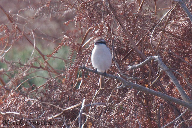 Red-tailed Shrike - ML643431700