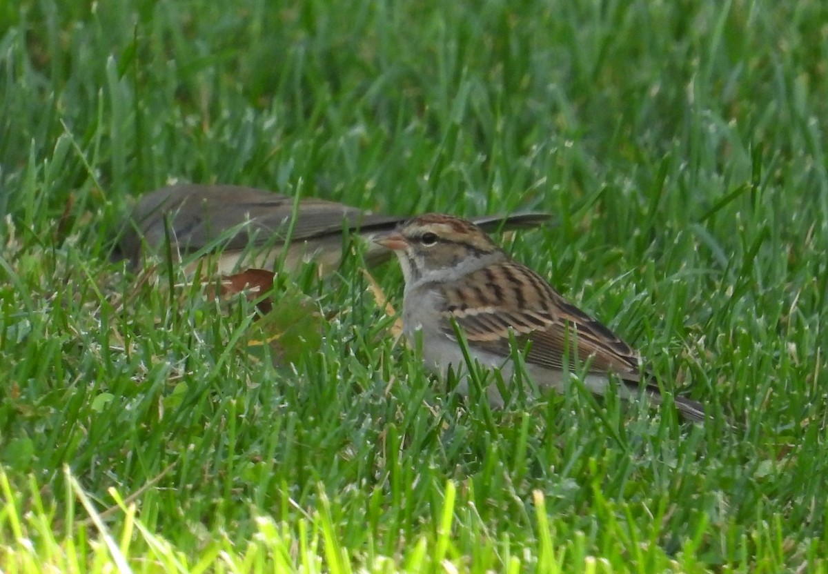 Chipping Sparrow - ML643431719