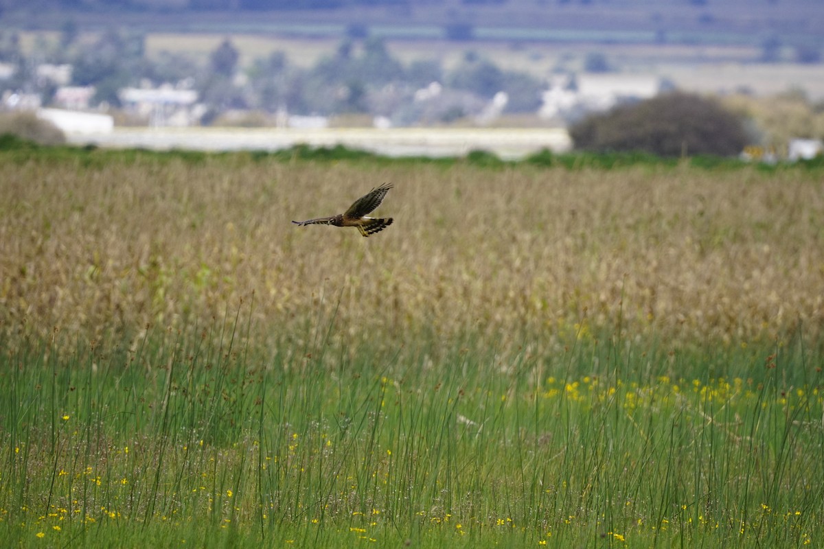 Northern Harrier - ML643431739