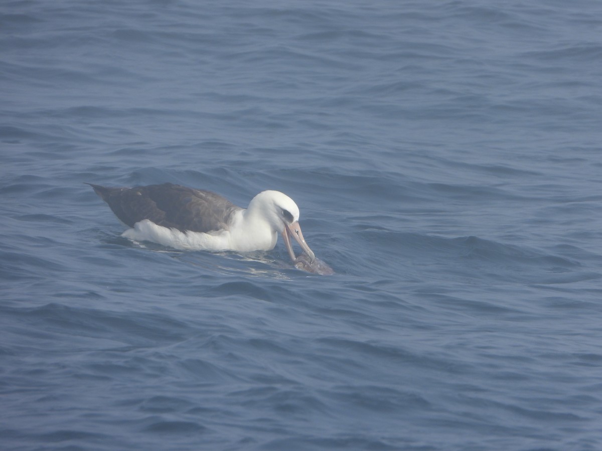 Laysanalbatros - ML643431741