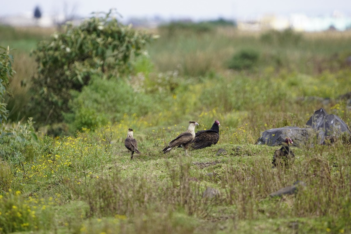 Crested Caracara - ML643431746