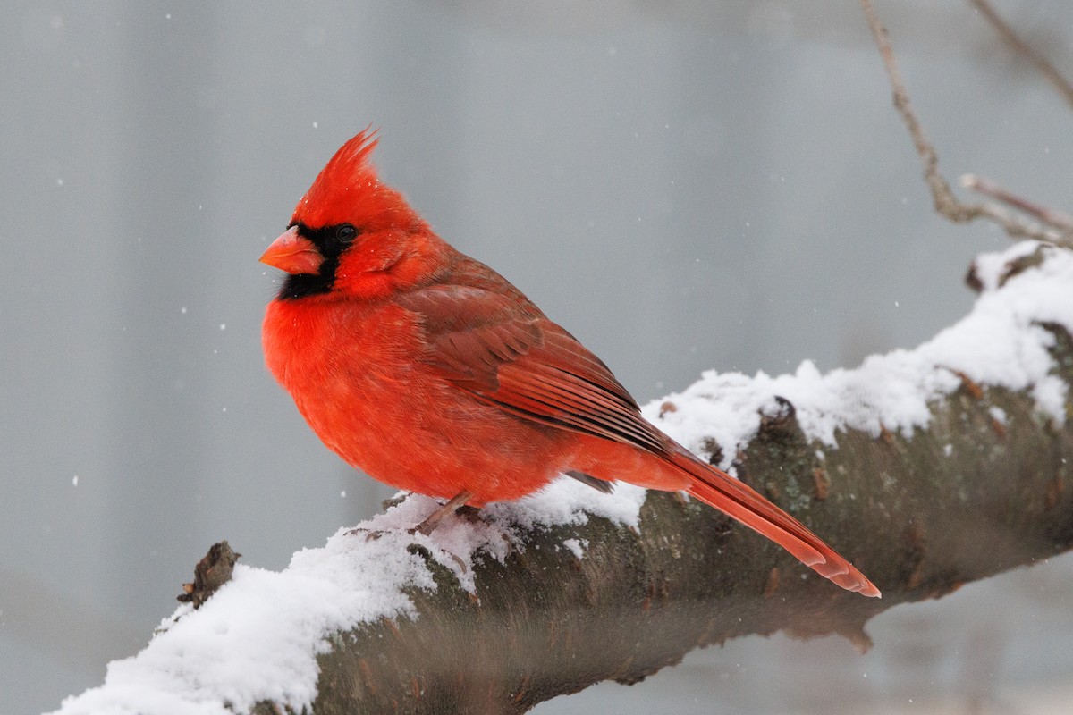 Northern Cardinal - ML643431748