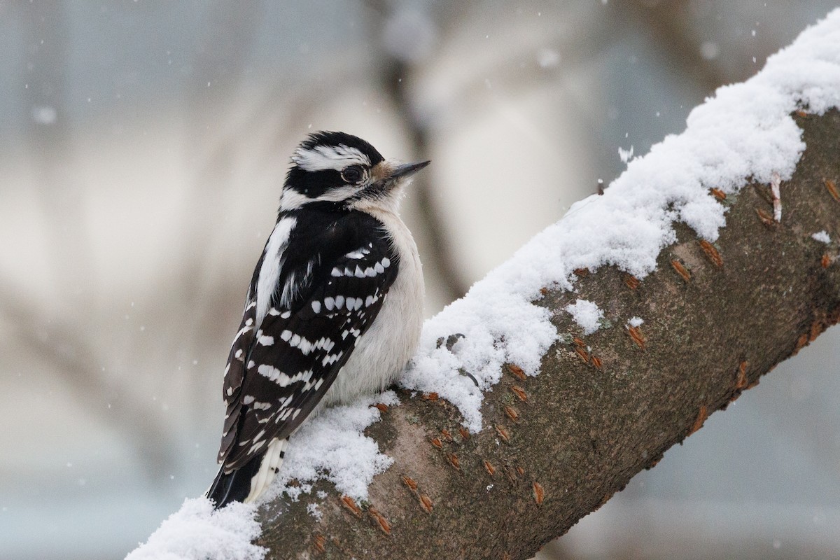 Downy Woodpecker - ML643431752