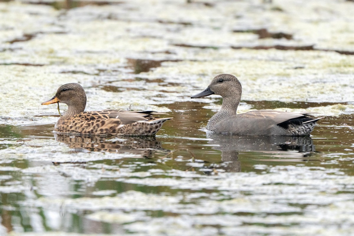 Gadwall - ML643431762
