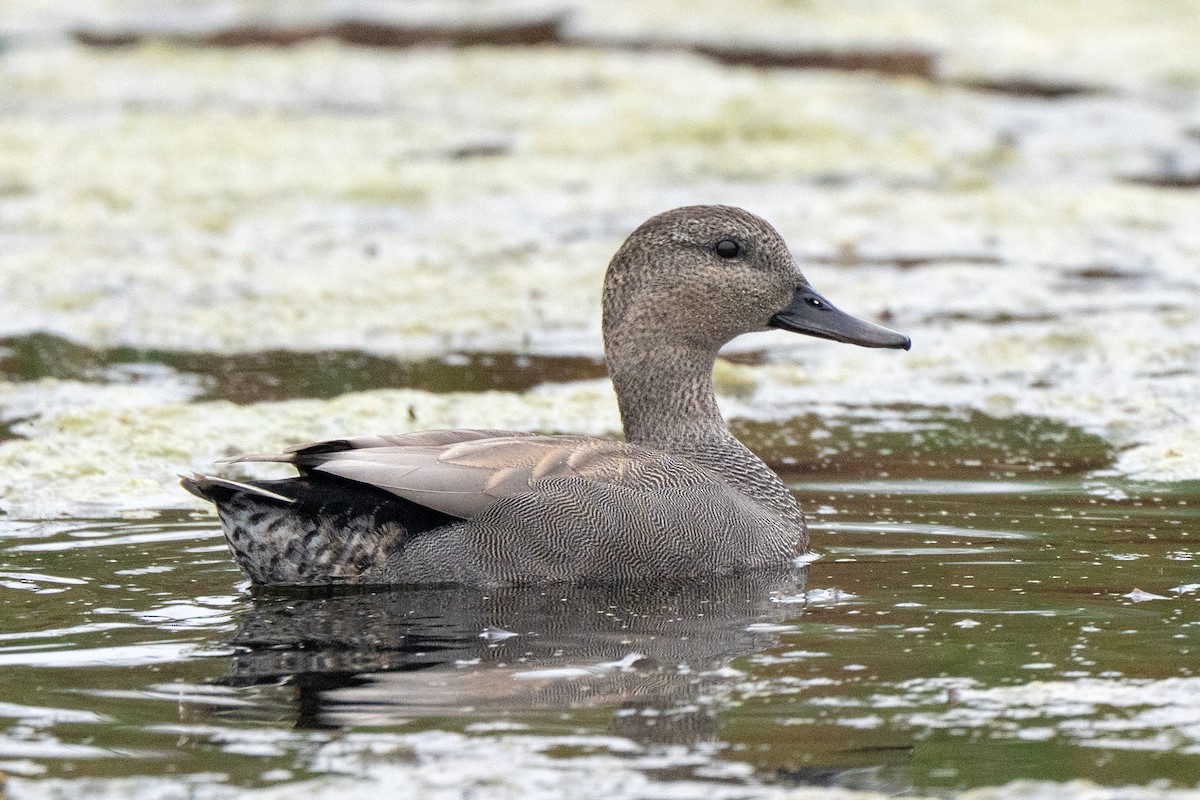 Gadwall - ML643431767