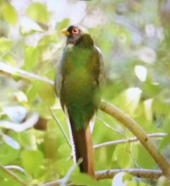 fagertrogon - ML643431775