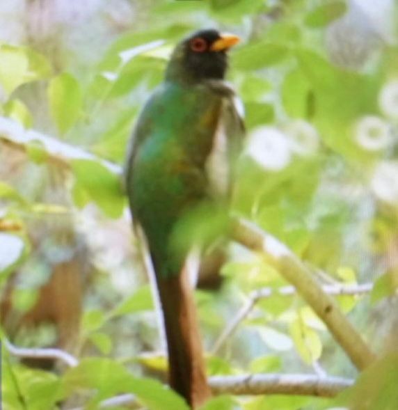 fagertrogon - ML643431776