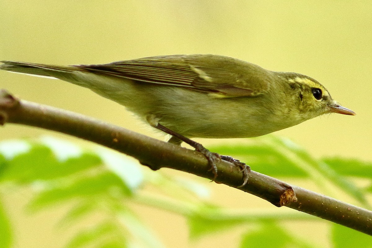 Txio berdexka - ML643431779