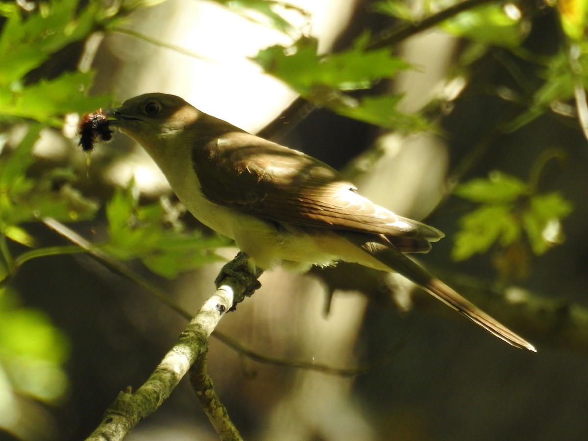 Black-billed Cuckoo - ML643431780