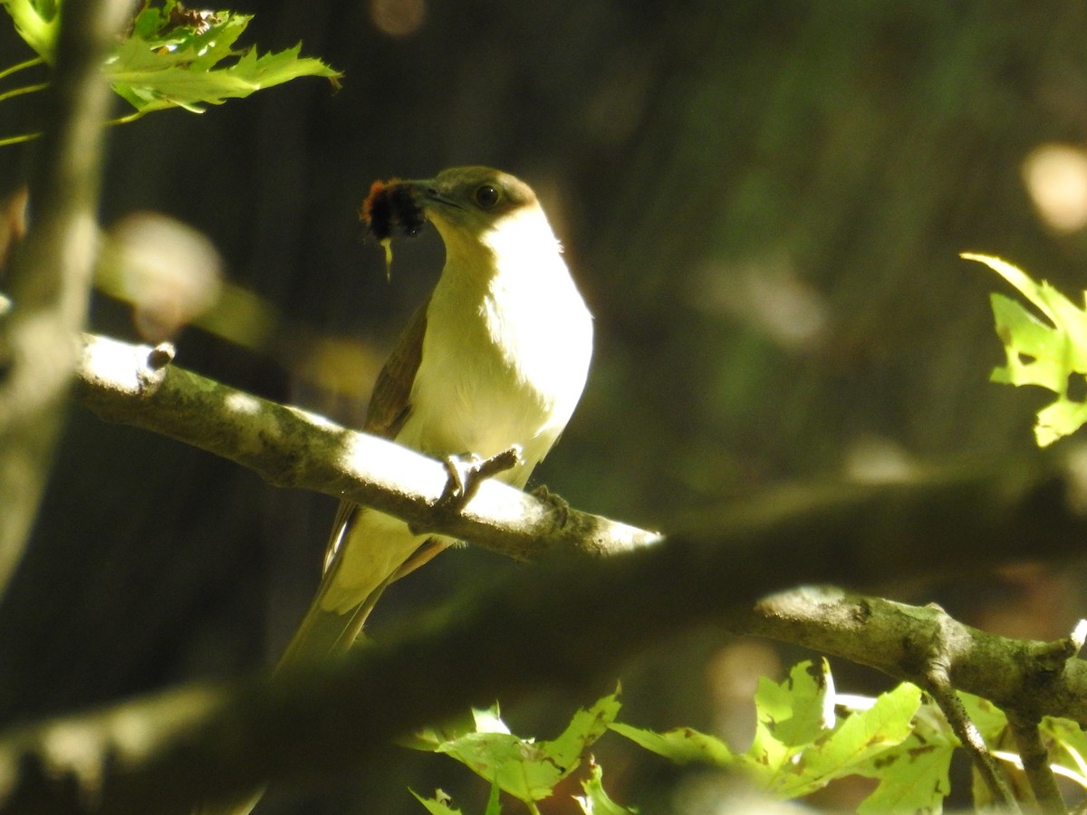 Black-billed Cuckoo - ML643431781