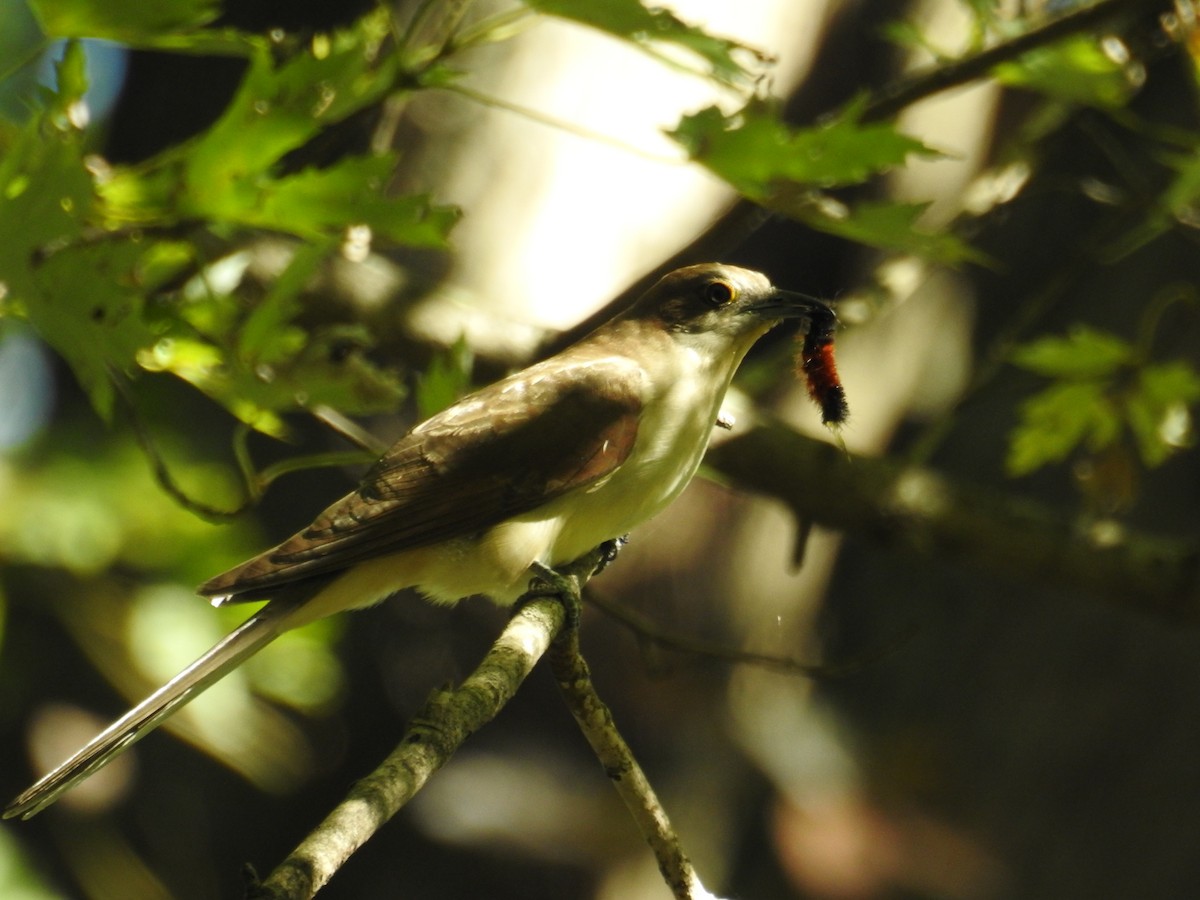 Black-billed Cuckoo - ML643431782