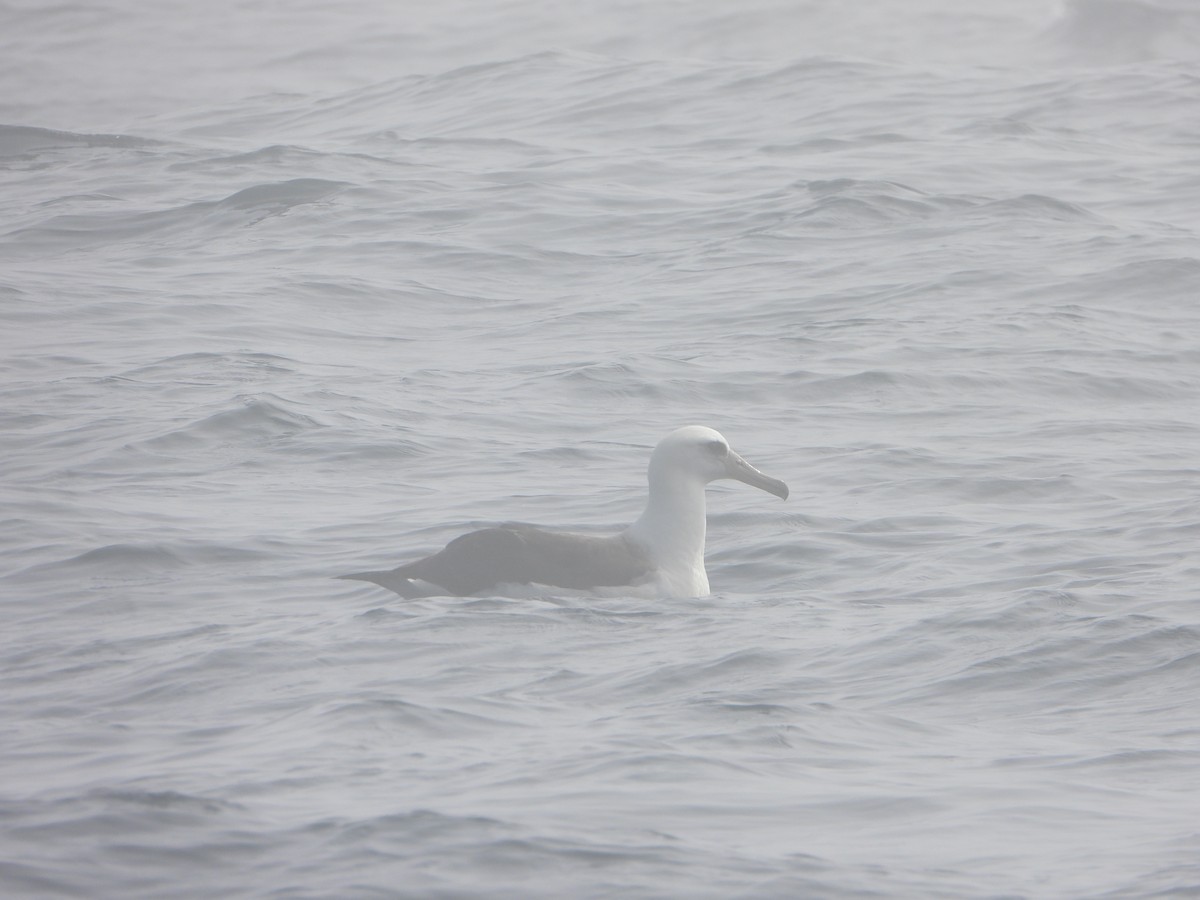 Laysanalbatros - ML643431783