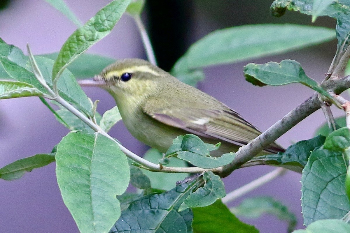 Green Warbler - ML643431818