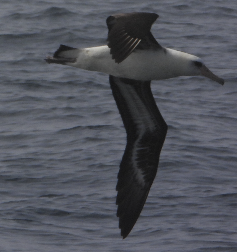 Laysanalbatros - ML643431820