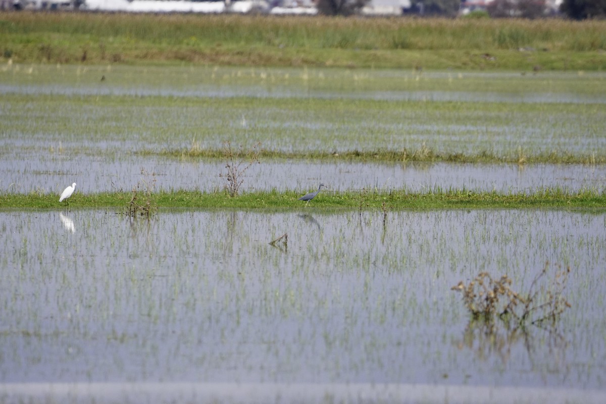 Little Blue Heron - ML643431821