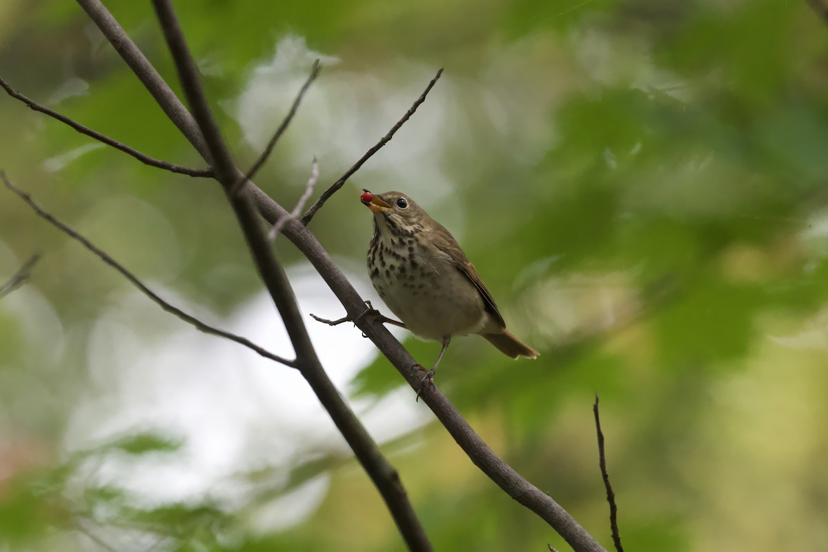 Hermit Thrush - ML643431829