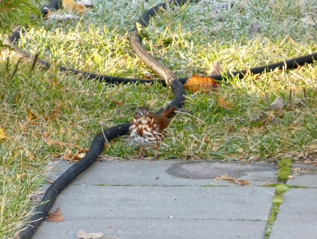 Fox Sparrow - ML643431839