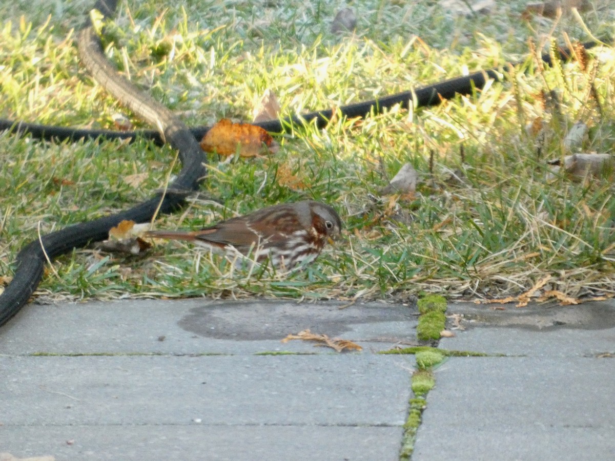 Fox Sparrow - ML643431841