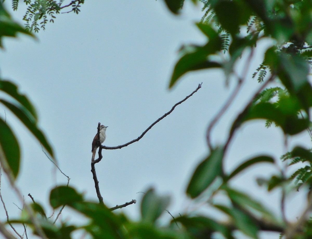 Banded Bay Cuckoo - ML643431851