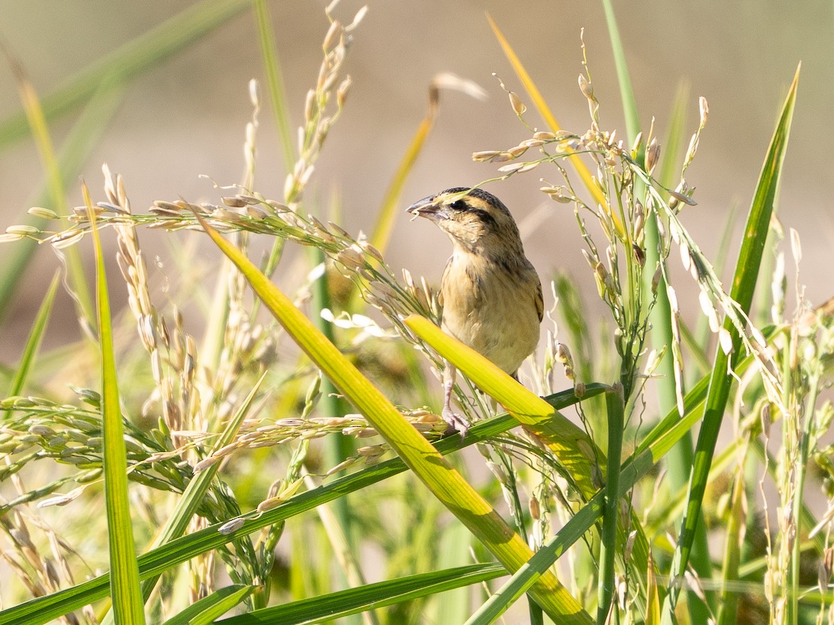 Yellow-crowned Bishop - ML643431854