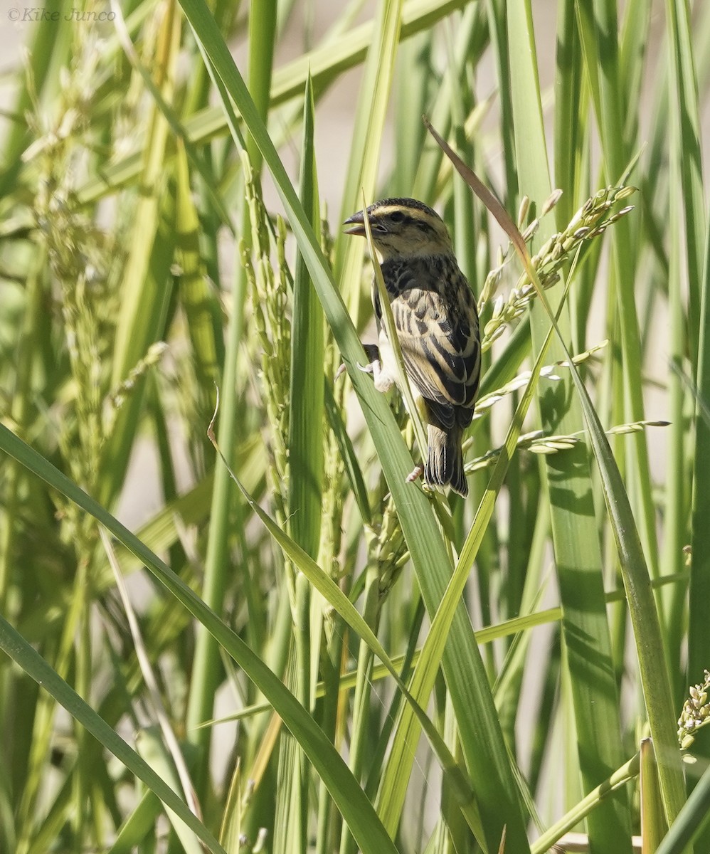 Yellow-crowned Bishop - ML643431855