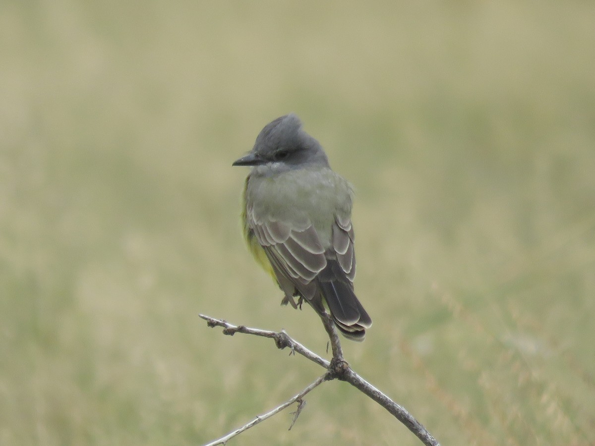 Cassin's Kingbird - ML643431867