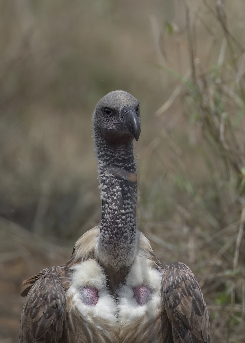 White-backed Vulture - ML643431869