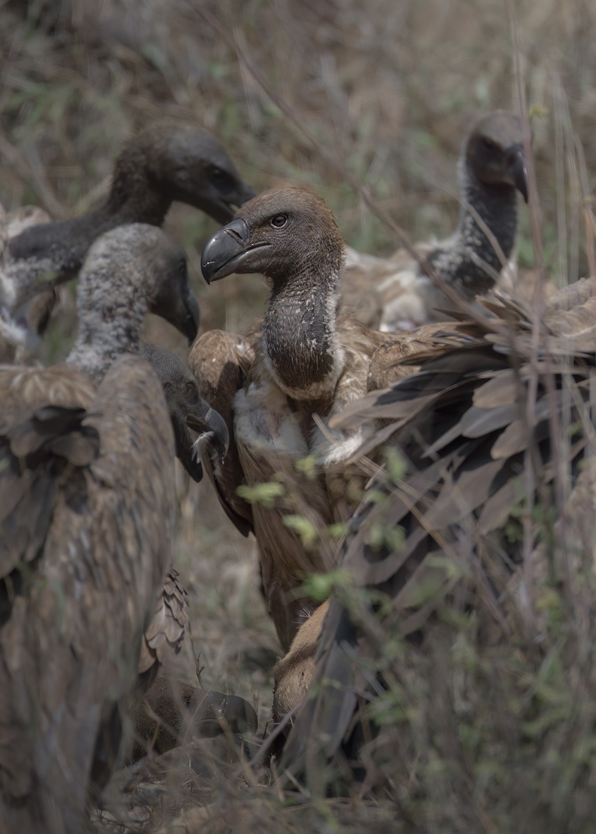 White-backed Vulture - ML643431870