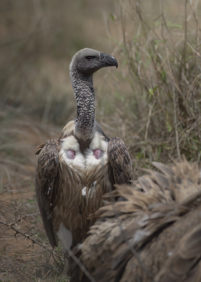 White-backed Vulture - ML643431871