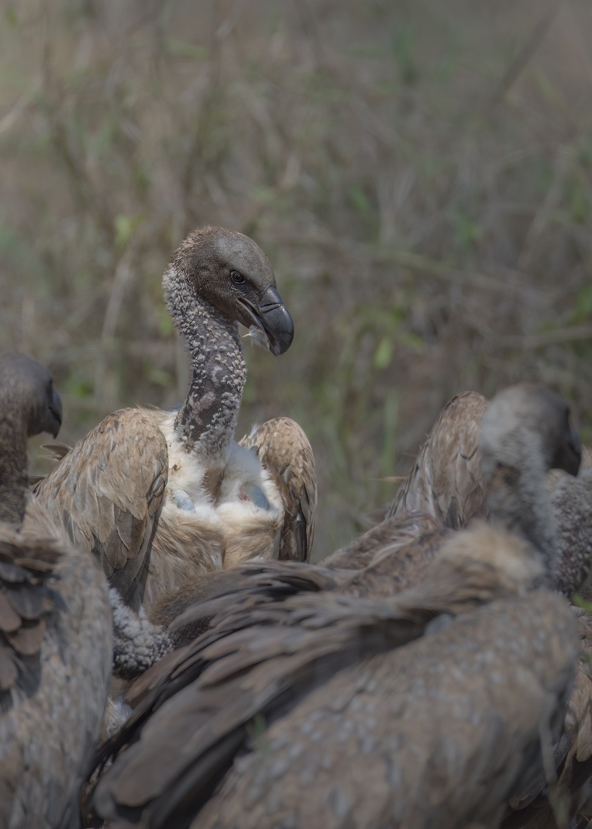 White-backed Vulture - ML643431873
