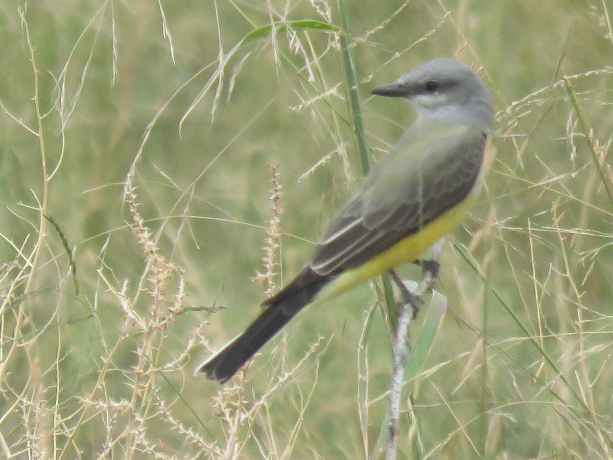 Western Kingbird - ML643431875