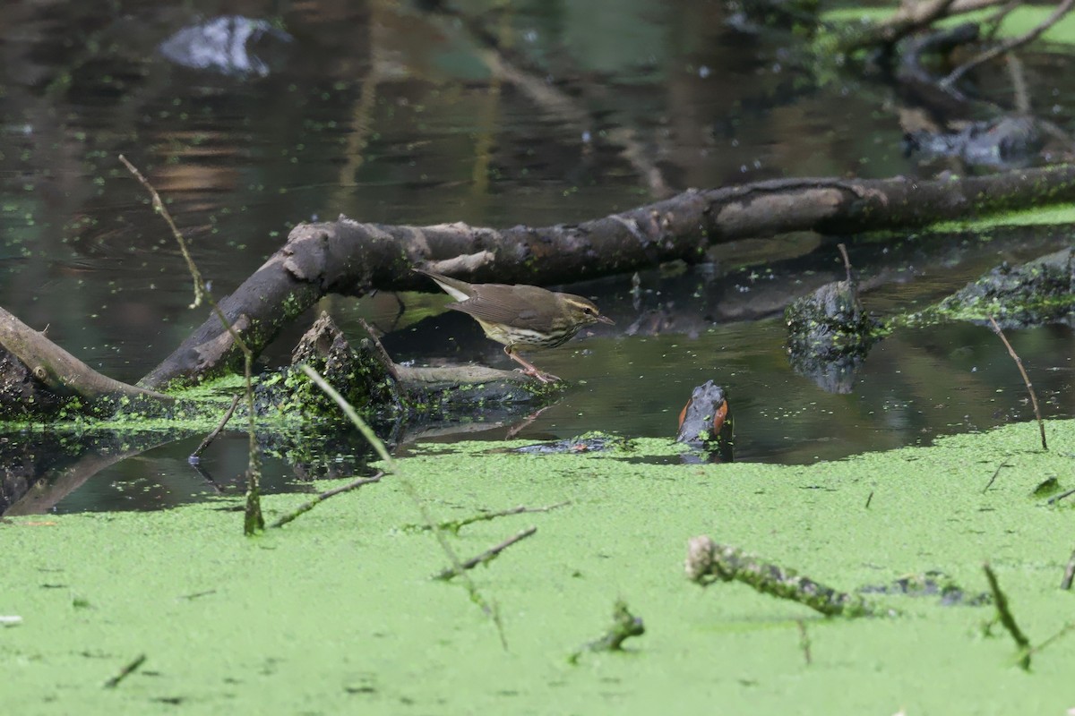 Northern Waterthrush - ML643431877