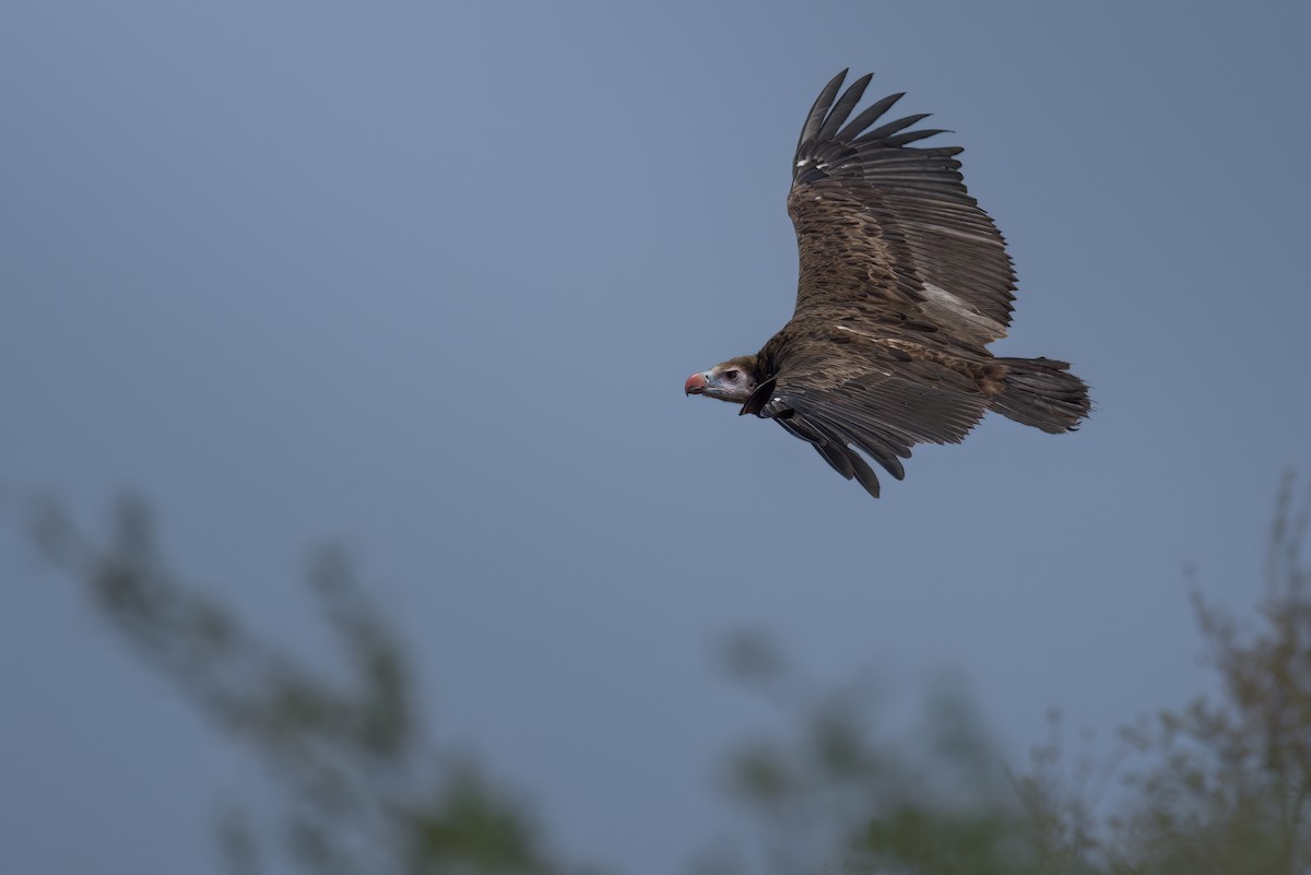 White-headed Vulture - ML643431879