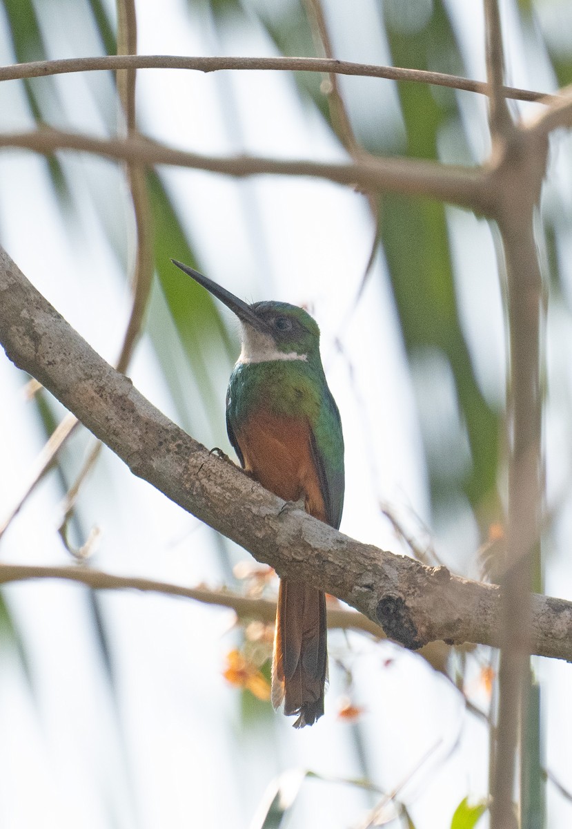 Rufous-tailed Jacamar - ML643431891