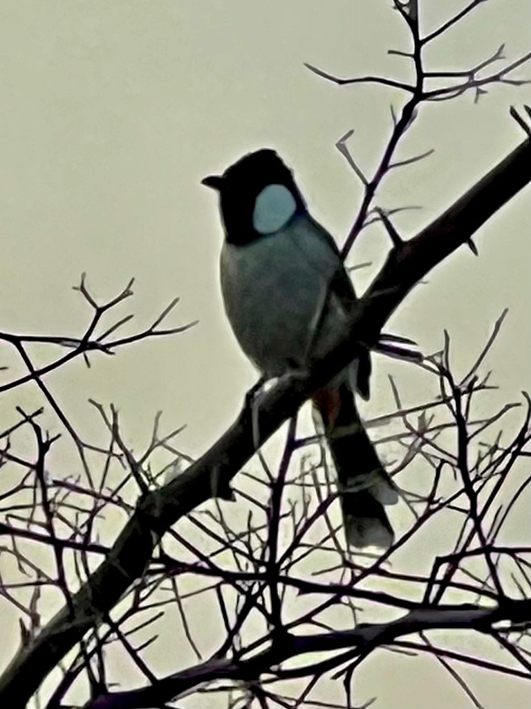 White-eared Bulbul - ML643431910