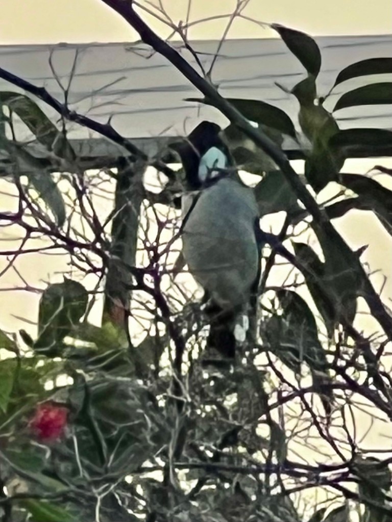 White-eared Bulbul - ML643431911