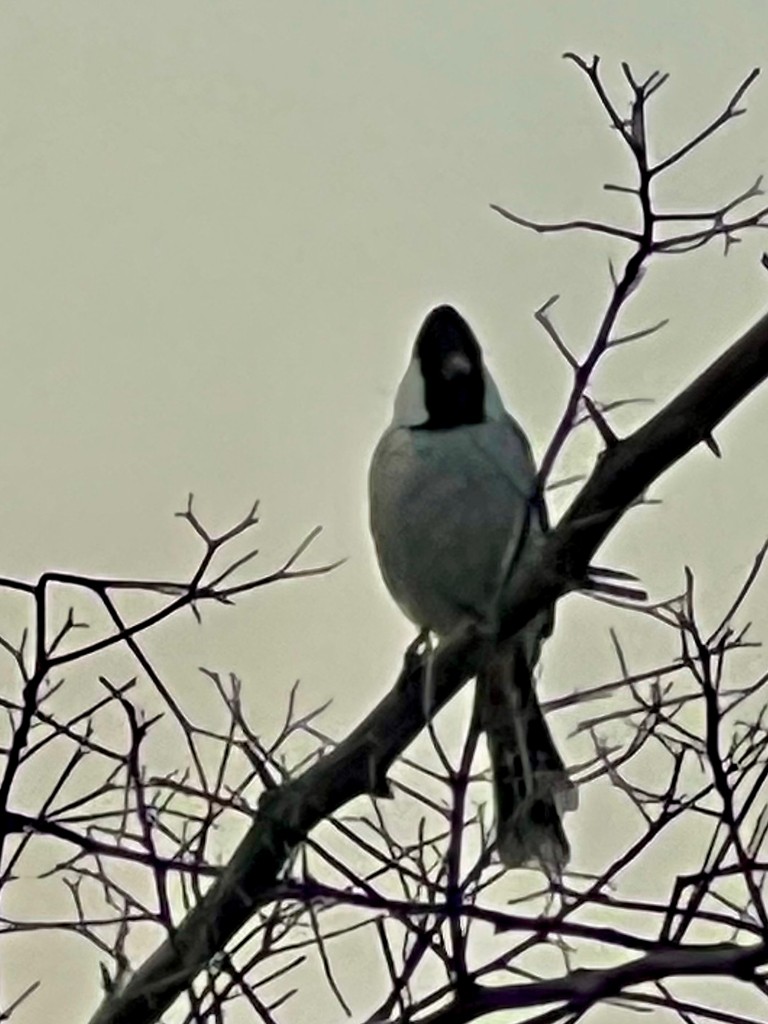 White-eared Bulbul - ML643431912