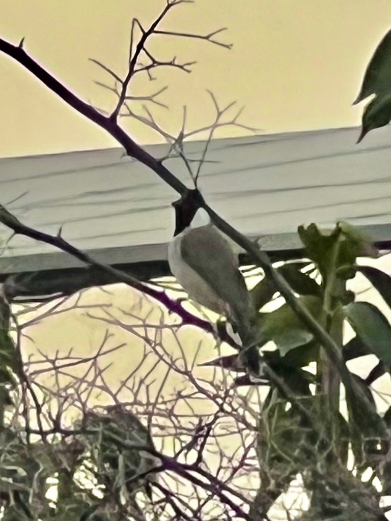 White-eared Bulbul - ML643431913