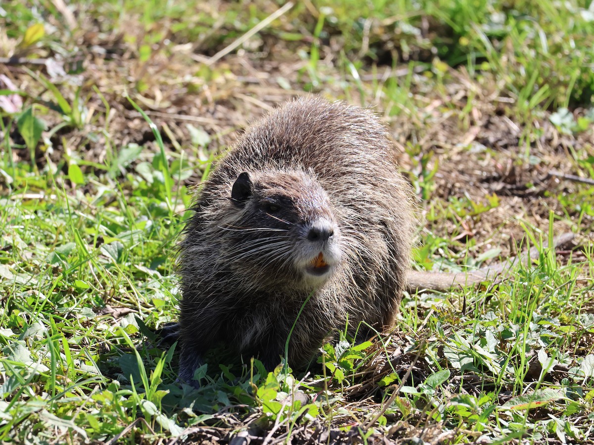 海狸鼠 - ML643431916