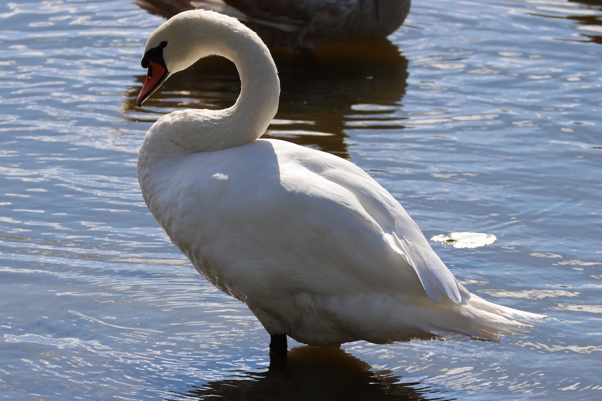 疣鼻天鵝 - ML643431931