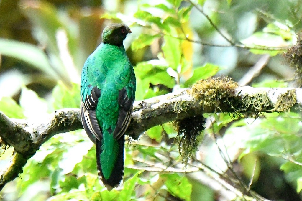 kvesal chocholkatý - ML643431951